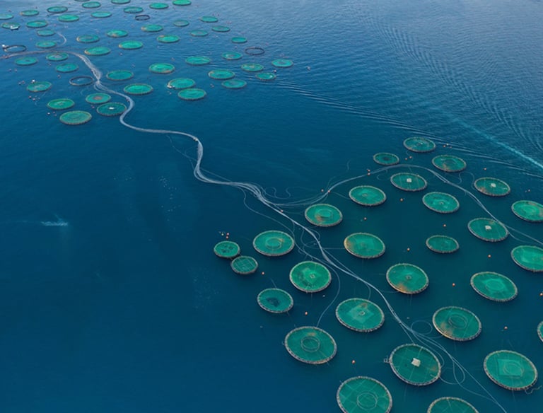 a large amount of fish in a large body of water