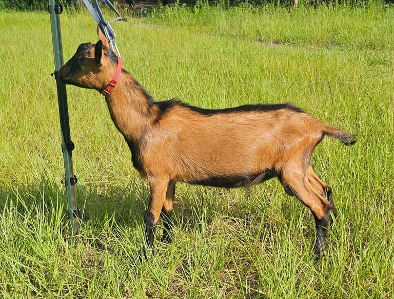 Young Oberhasli buck standing square in the sunlight with coat shining