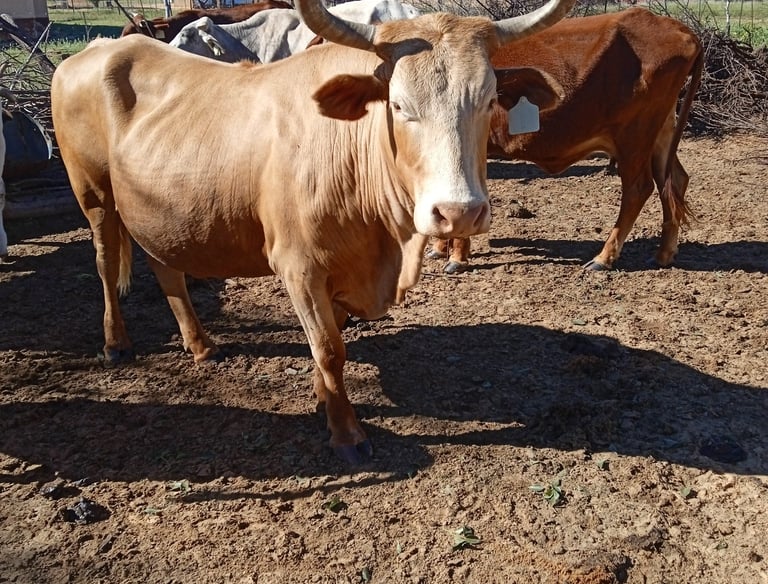 Light brown cow with curved horns standing in a sunlit rural pen