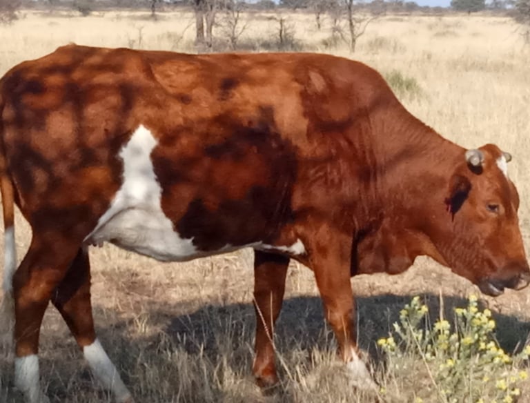 Dual-purpose cattle breed grazing in dry grassland, showing healthy nutrition and proper cattle care