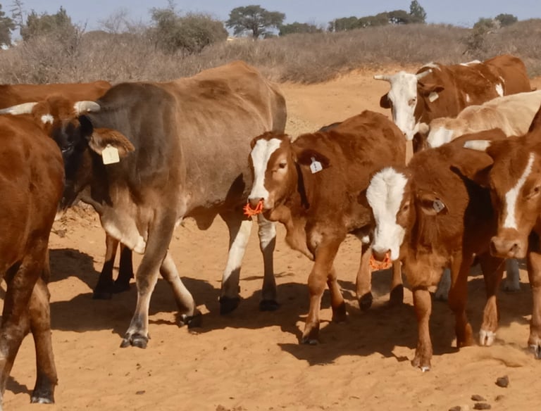 two calfs going to graze
