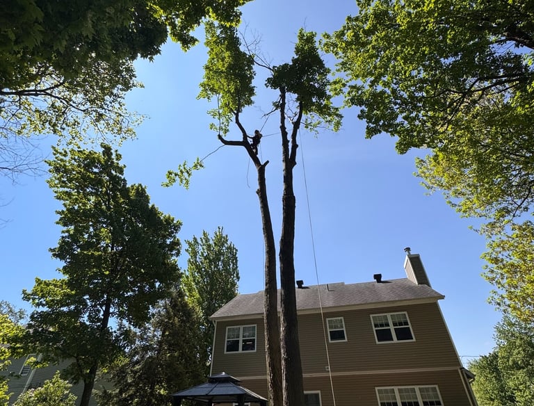 Certified arborist performing safe tree removal on residential property in West Island..