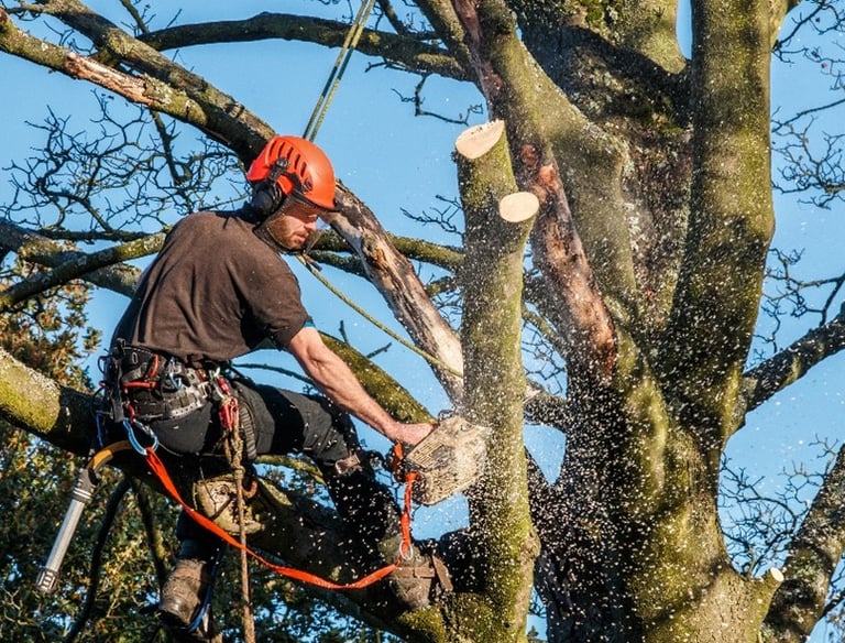 Tree trimming to improve shape and prevent storm damage in Hudson