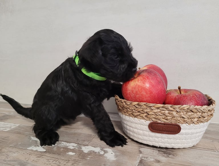 Magnifique chiot Schnauzer avec des pommes