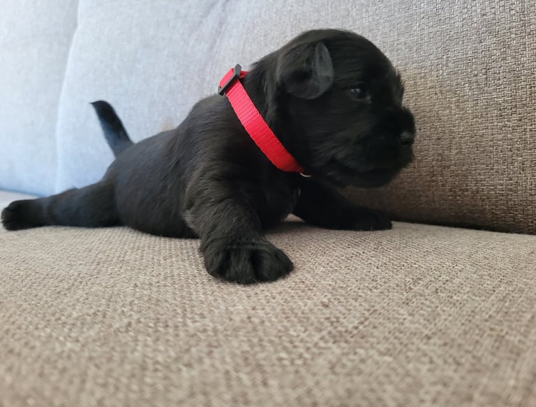 Aïka des Diamants Noirs d'Also