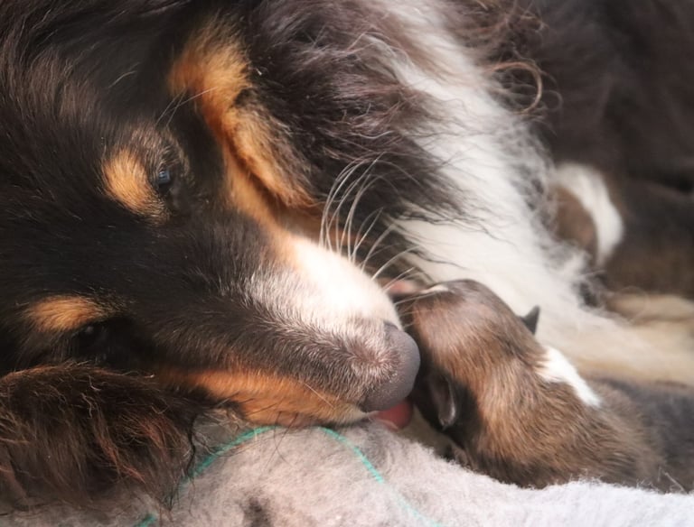 Pastor de las islas de shetland, cachorros de pastor de las islas de shetland