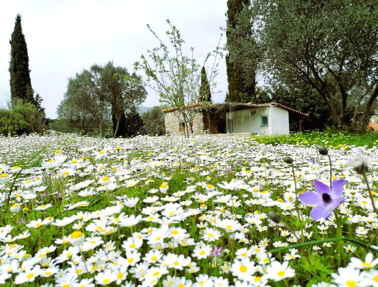 Vakantiehuisje Samos met heel veel madeliefjes