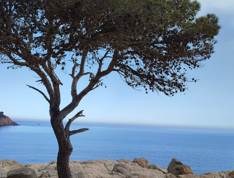 Bild eines Pinienbaumes an der Mittelmeerküste. Im Hintergrund das Meer und ein Küstenabschnitt. 