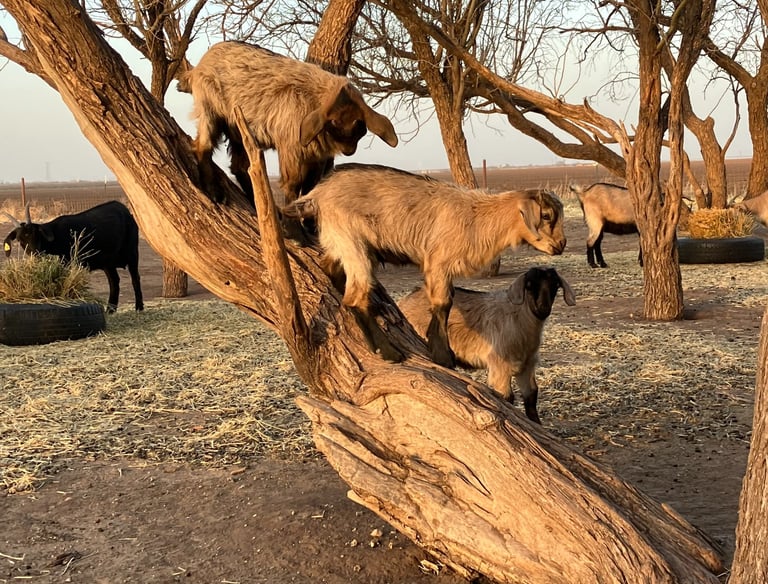 Heritage Texas Range Goat kids playing in the trees.