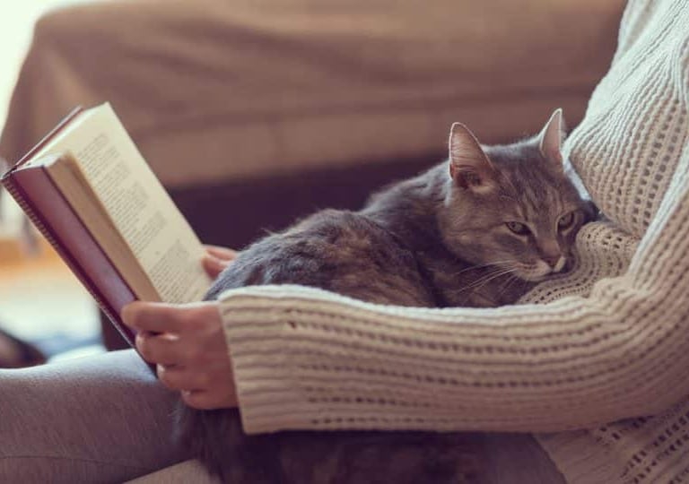 Un chat confortablement installé sur sa maîtresse pendant qu'elle lit un livre - KittySitterMarrake