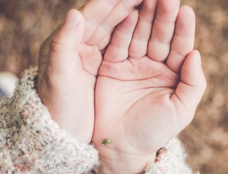 dvi suglaustos rankos laikančios vabalą