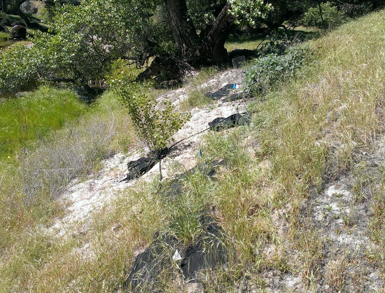 Revegetation plantings at a conservation site in Madera County, CA