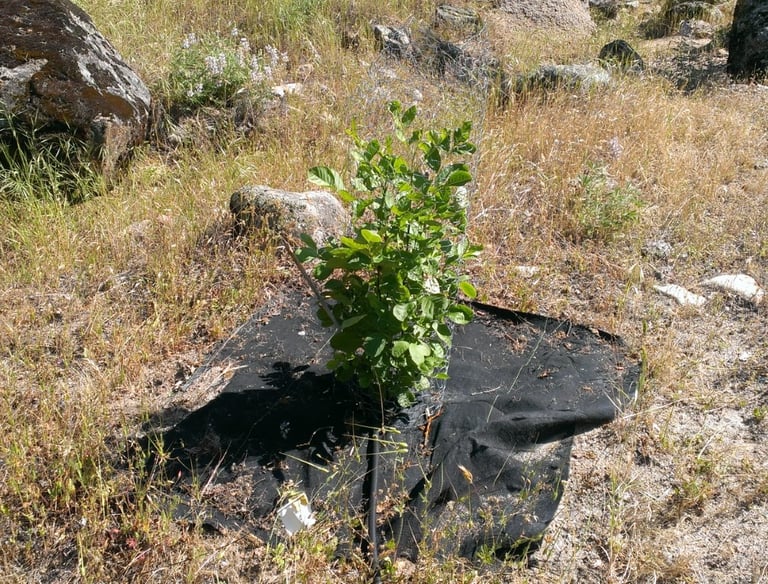 Revegetation planting at a conservation site in Madera County, CA.