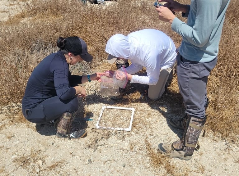 Residual Dry Matter Surveys in Kern County, CA.