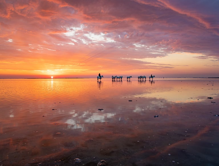 White Camargue horses standing in shallow water during a vibrant orange and purple sunset.