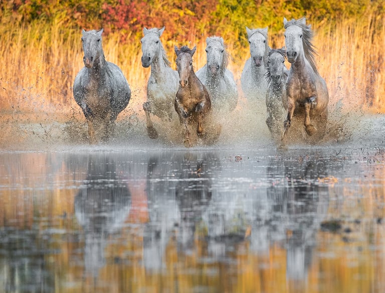 A herd of wild white Camargue horses galloping through shallow water with golden sunset reflections.