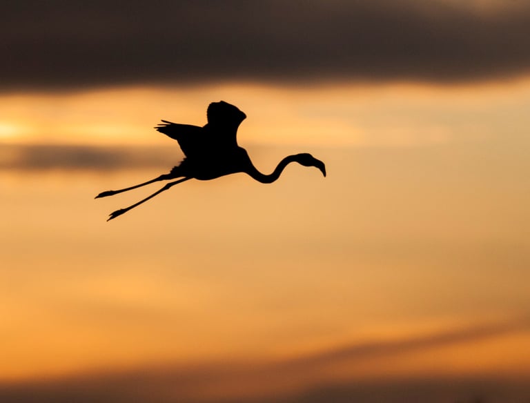 Silhouette of a flamingo flying across a golden orange sunset sky at dusk.