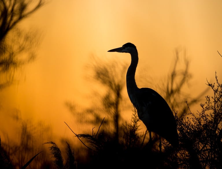 Silhouette of a grey heron perched in marsh grass during a golden sunset.