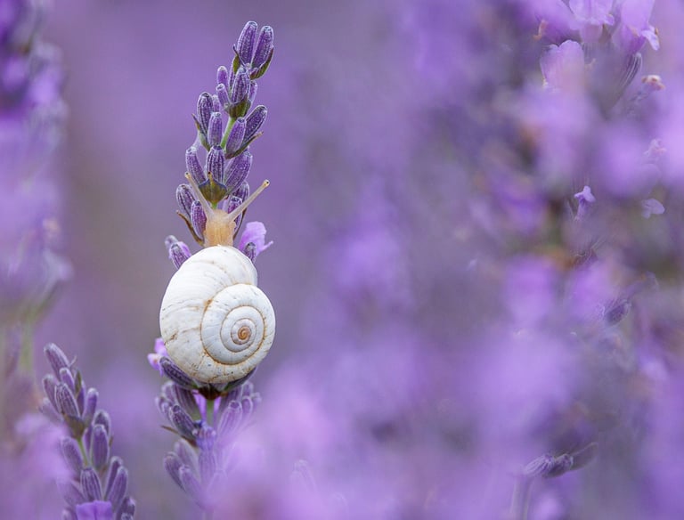 A small white garden snail climbing a purple lavender flower stem in a blurred summer field.