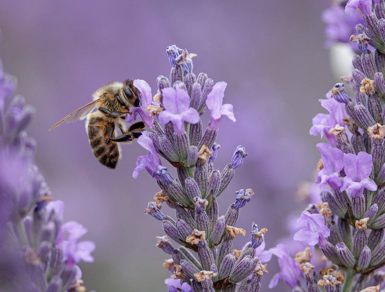 a bee on a lavender flower 
