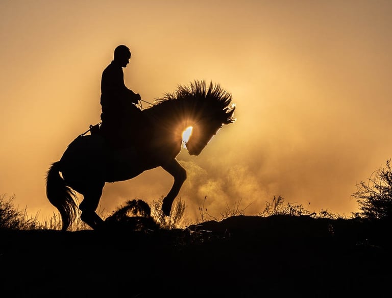 Silhouette of a man riding a rearing horse against a golden sunset sky with dust.
