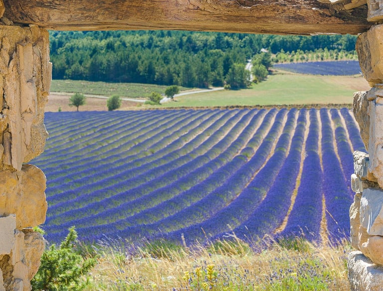 A blooming purple lavender field in Provence seen through a rustic stone window frame.