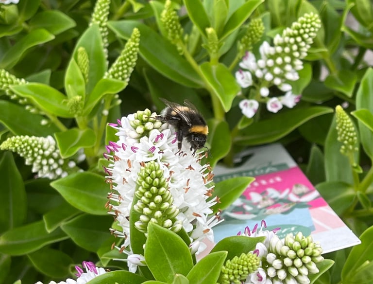 A bee taking nectar from a white plant