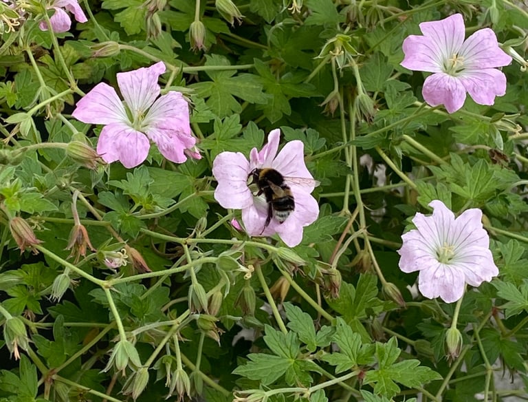 A bee taking nectar from a geranium plants