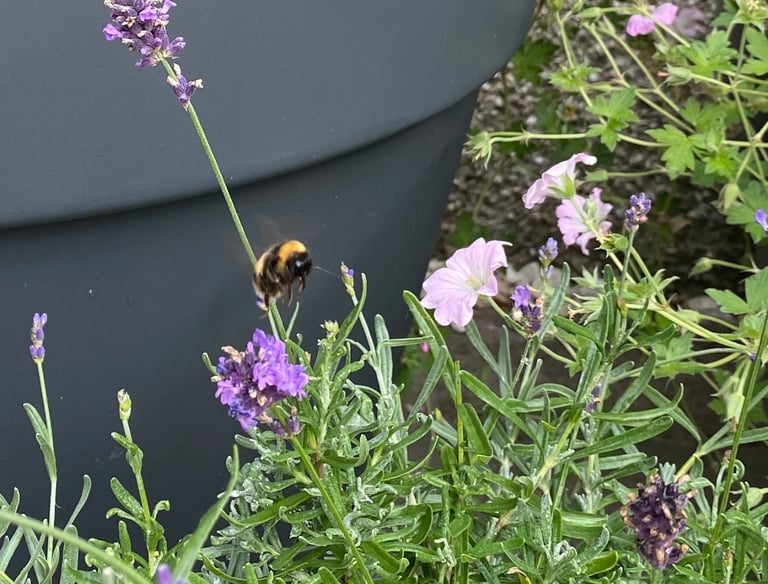 A bee hovering over lavender and geranium plants