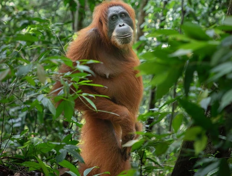 Bukit lawang Sumatra Orangutan Services