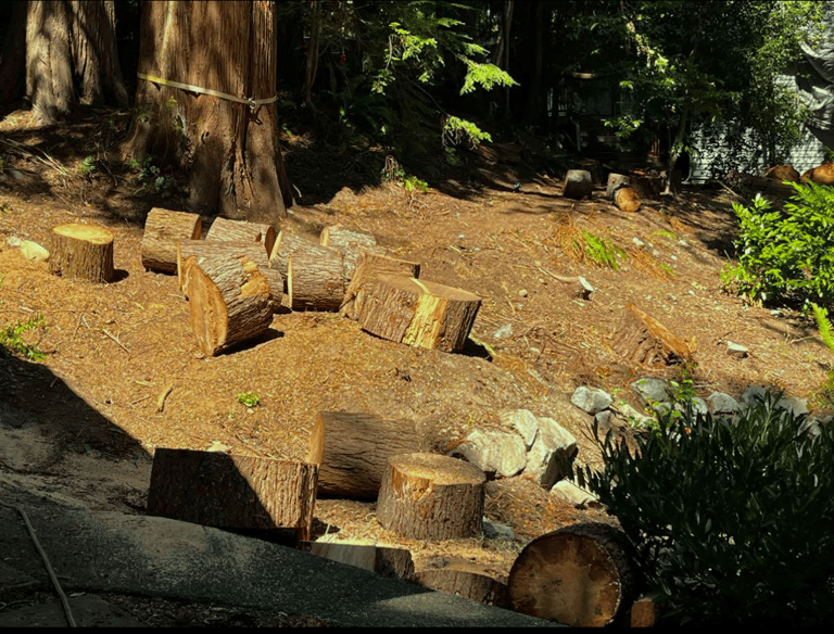Large tree stumps and trunk being removed in Woodinville, WA