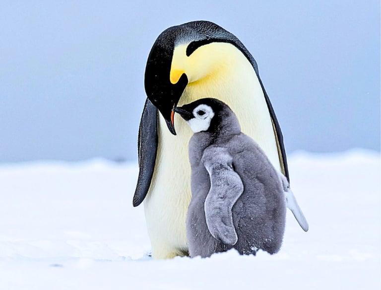 An adult emperor penguin nuzzles its fluffy grey chick on the Antarctic snow.