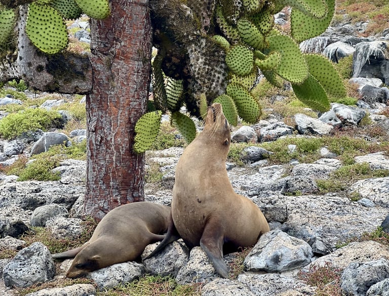 Two Galapagos sea lions resting on a rocky shore beneath a large prickly pear cactus tree.
