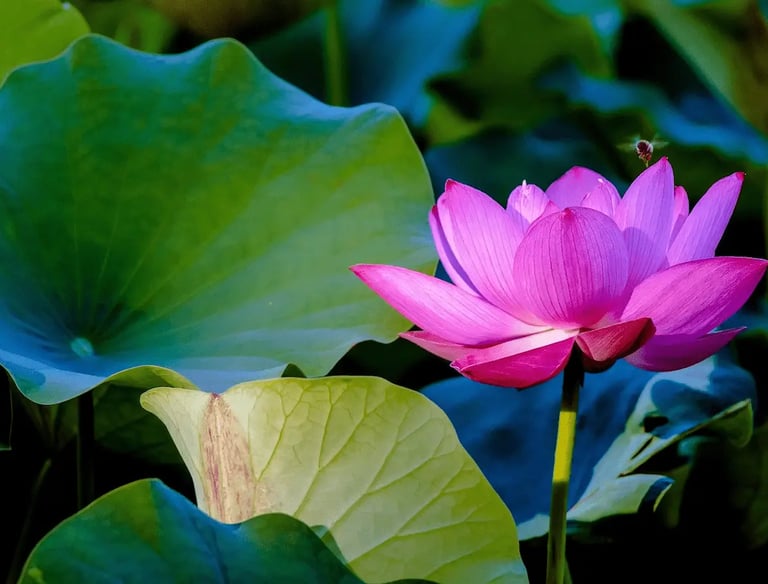 Fleur de lotus épanouie symbolisant la résilience et la force intérieure du parcours de reconstruction