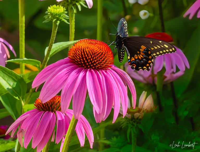 Swallow tail in the echinacea garden.