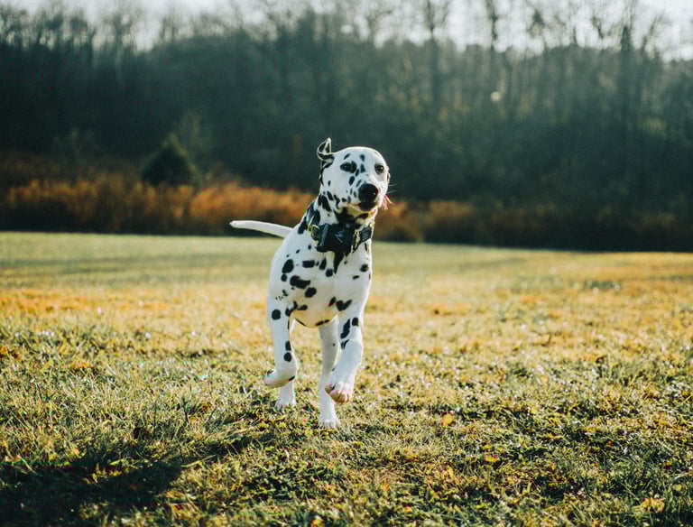 Pet Photography Photo