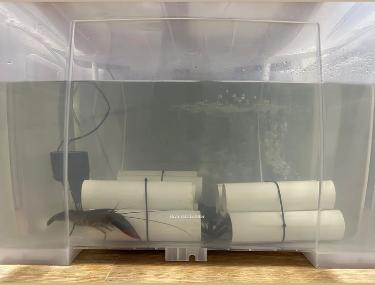 Proses seleksi manual lobster Redclaw di Riva Vela untuk memastikan keutuhan cangkang dan kesehatan 