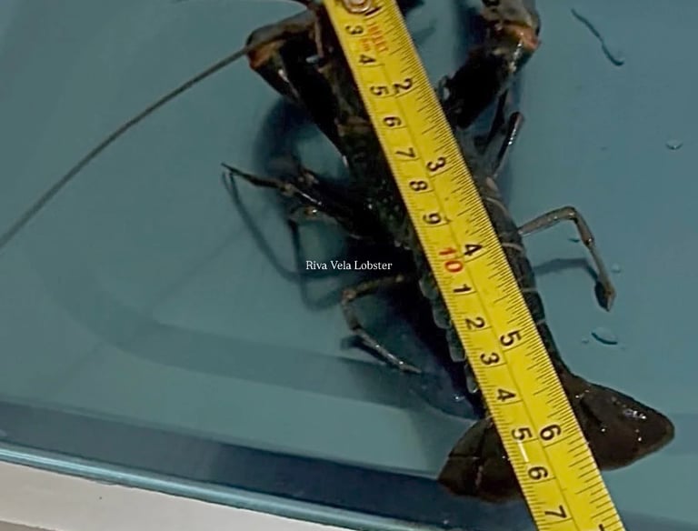 Digital grading Redclaw lobster to ensure precise portion control & accurate food cost calculation