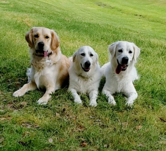 3 dogs in a down stay command off-leash near bayou