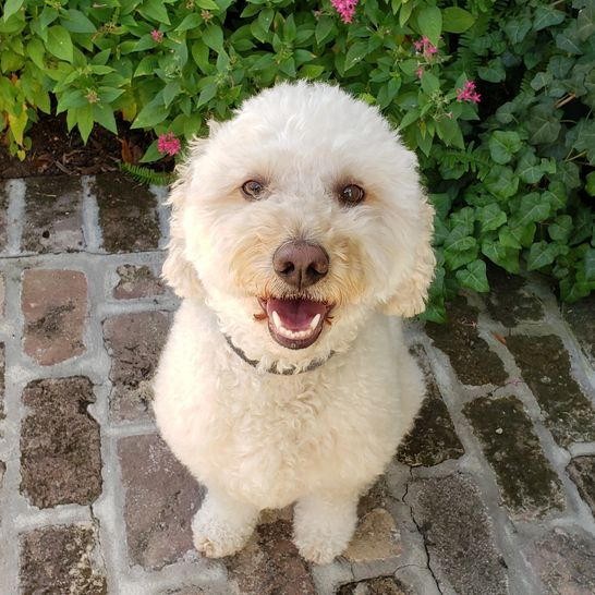 Golden Doodle happy about her sit stay command off-leash