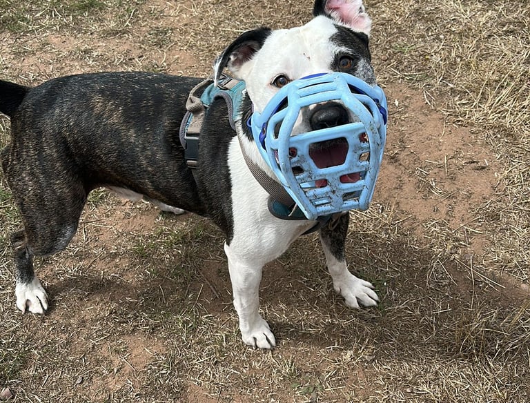 Dog wearing a muzzle 