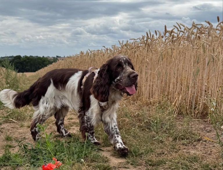 Adolescent English Springer Spaniel in a field with Poppies 