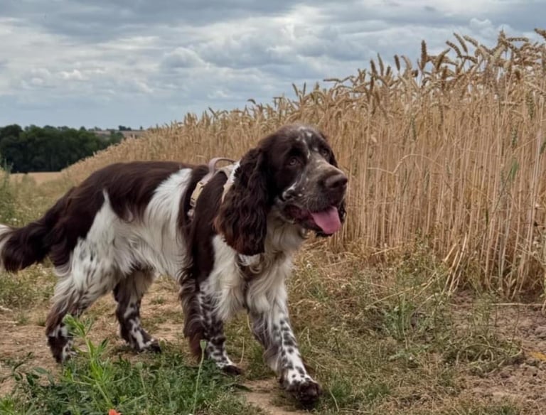 Liver and white English Springer Spaniel walking beside a golden wheat field.
