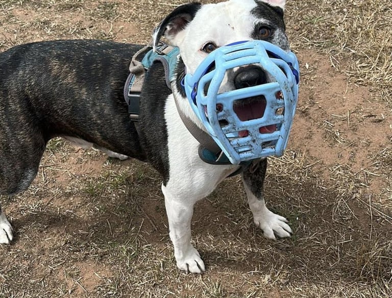 A brindle and white dog wearing a blue basket muzzle and harness standing on grass.
