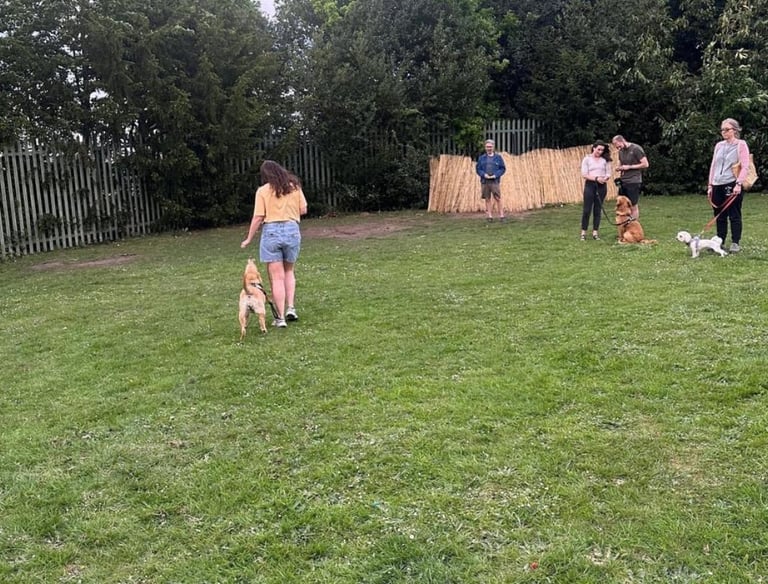 People training their dogs in an outdoor grassy field at a pet obedience class.