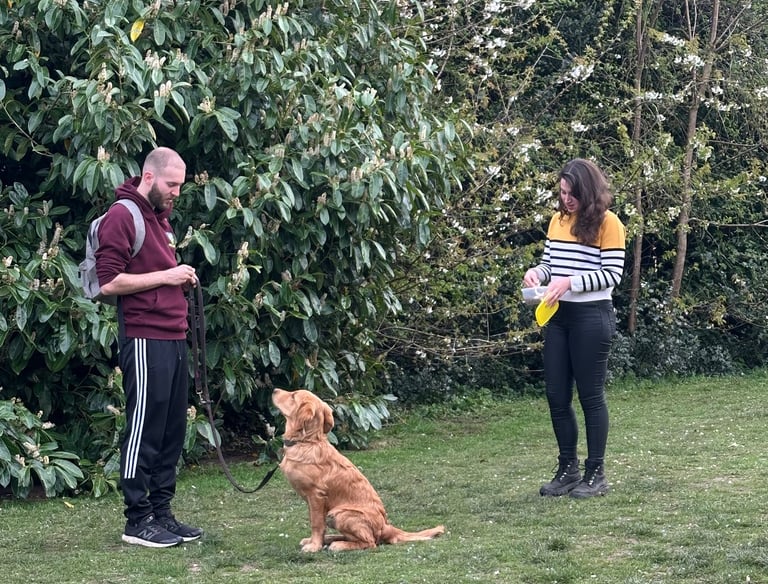 A young golden retriever working on general obedience with his handlers in Stourbridge