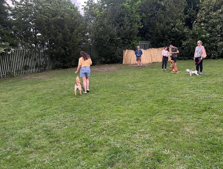 Practicing Loose lead walking during a workshop in Wollaston 