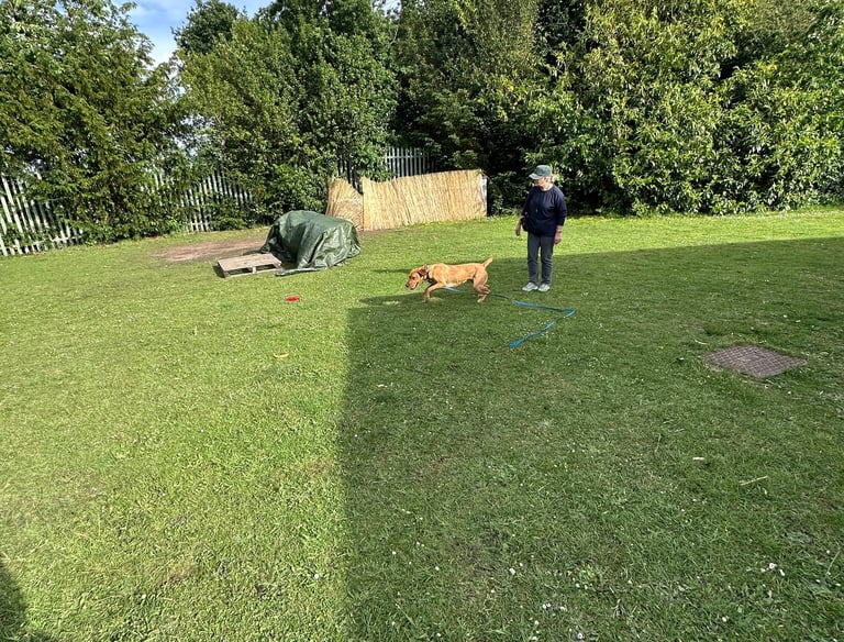 Labrador and handler working on basic retrieve during a gundog class in Wollaston 