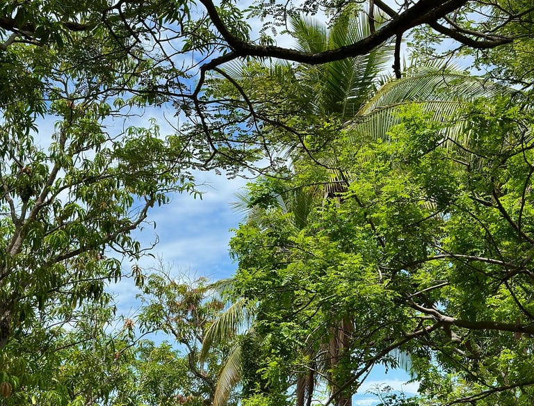 beautiful palm and mango trees