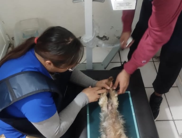 toma de rayos x en perrito en clinica veterinaria pekes